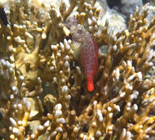 Süd "Leoparden Kammzähner"