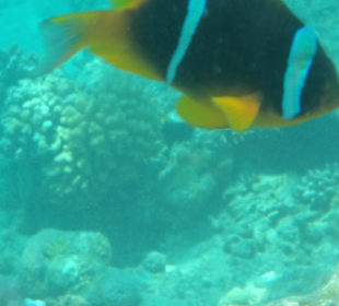 Rotmeer-Anemonenfisch