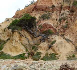 Abgebrochenes Gestein mit Baum