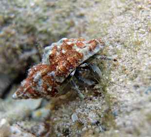 Schwarzaugen-Einsiedler 3cm