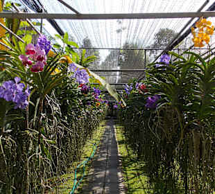 Orchideenfarm