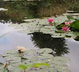 Lilie w ogrodzie Moneta