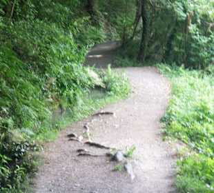 Auf verschlungenen Pfaden