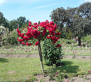Rosarium