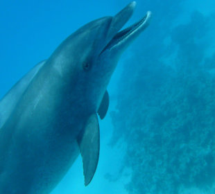 Delfin in Spiellaune