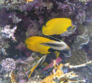 Fische im Hausriff Tulip Resort