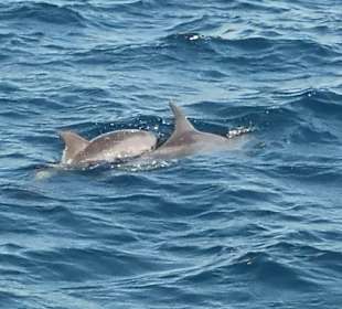 Delfin Tour Hurghada