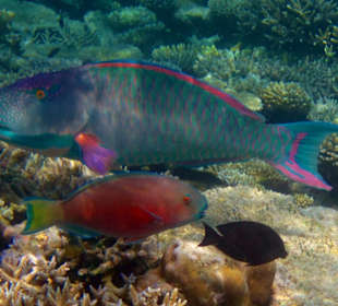 Papageien-Fische
