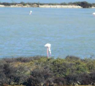 Parco Naturale Molentargius Saline