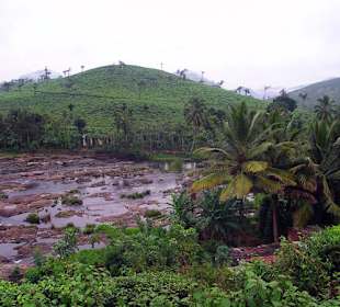 Plantacje herbaty widoczne w drodze do parku