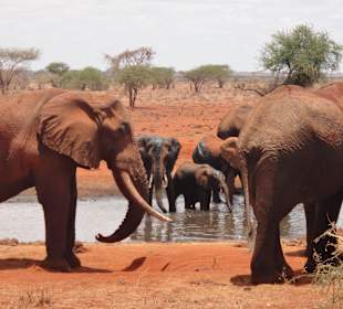 Elefantengruppe in Tsavo-Ost