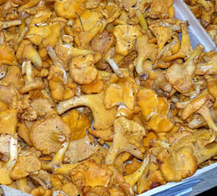 Rundgang über den Obstmarkt Bozen