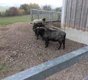 Erlebnisbauernhof und Wildgehege