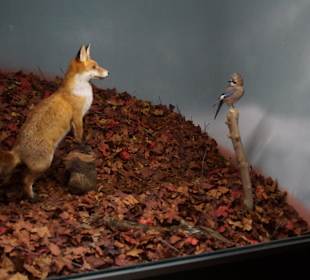 Vogel-und Jagdtierkunde