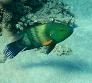 Rafa przy pomoście "Stella"