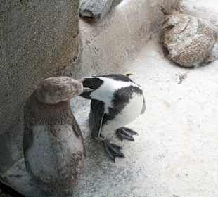 Tiere