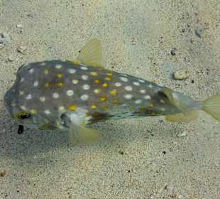 Gelbflecken-Igelfisch