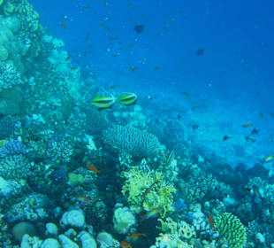 Schnorcheln Marsa Alam