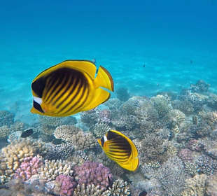 Riff direkt am Hotelstrand
