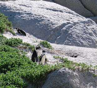 Pinguine am Boulders Beach