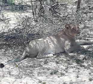 Genießen im Schatten