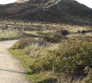 Wandern Gemeinde Sylt [Sylt]