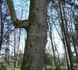 Baumlehrpfad Sontheim