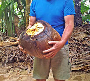 Coco de Mer (doppelte)