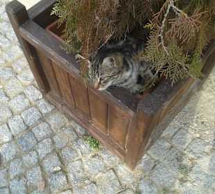 Heute muss ein Blumenkasten herhalten