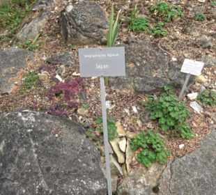 Alpinum