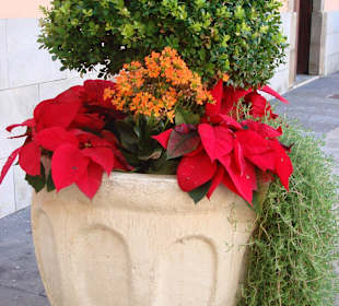 Weihnachten in Orotava
