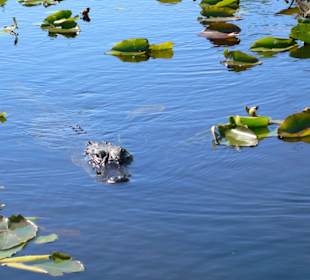 Habt ihr mir was zum Fressen mitgebracht?