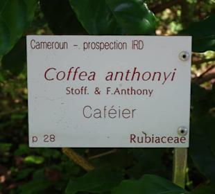 Kaffeesträucher im Botanischen Garten Mascarin
