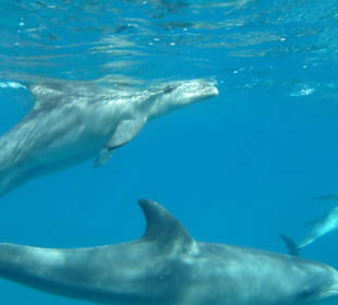 16 Delfine ganz nah