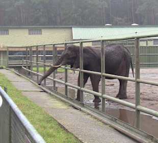 Elefantengehege