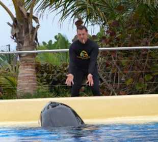 Ein Orca beim Training