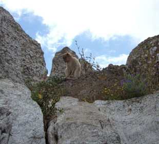 Die Affen von Gibralta