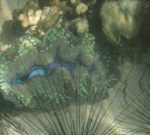 Riesenmuschel am Strand