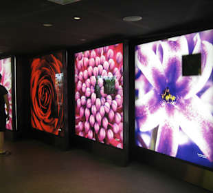 Eingangsbereich Flower Dome