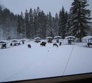Wildfütterung im Graswangtal