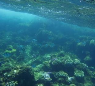 Und noch mehr Korallen und Fische