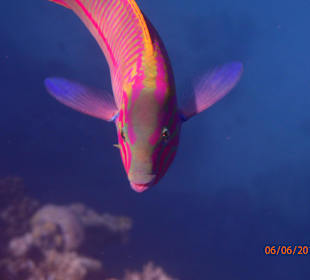 Der Schnapschuss - bitte lächeln