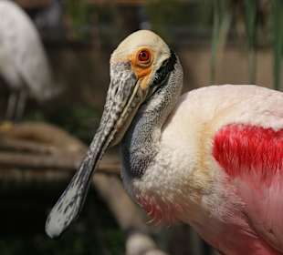 Überidischer Zoo für Wasservögel im Oceanografic