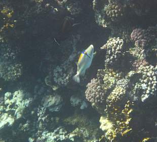 Picasso Drückerfisch