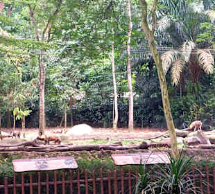 Singapur Zoo