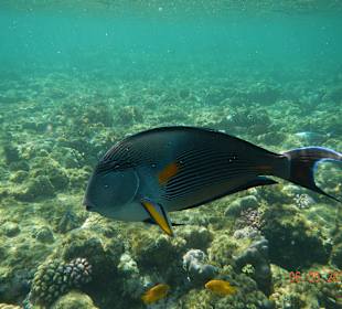 Das ist ein Prachtexemplar, davon sieht man viel