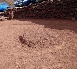 60 Grad heiße Erde im Naturpark