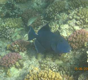 Schnorcheln Marsa Alam