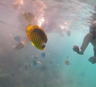 Schnorcheln Makadi Bay