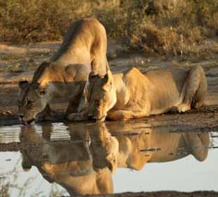 Löwinnen am Wasserloch Bereich Polentswa